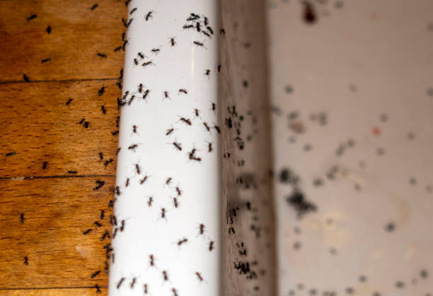 Best Residential Pest Control  in Oriole Beach, FL